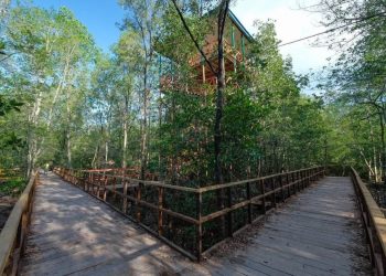 Hutan Mangrove Pangkalan Babu IG @genpitanjungjabungbarat)