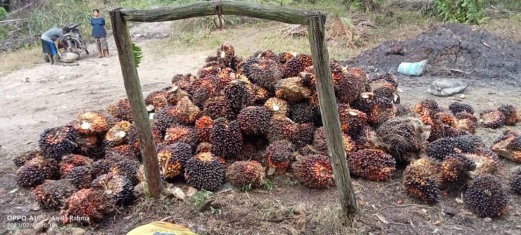 Buah Sawit di Jambi