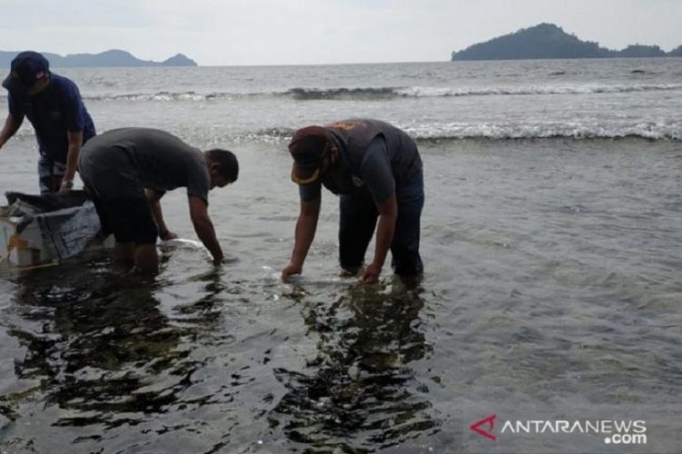 150 Ribu Benih Lobster Segera Dilepasliarkan Ke Sumbar