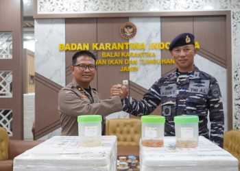 Tim Gabungan TNI AL-Balai Karantina Amankan Ratusan Ribu Benih Lobster Di Perairan Jambi