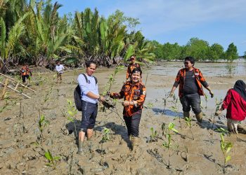 Pemuda Pancasila Pulihkan Ekosistem Dengan Tanam Mangrove