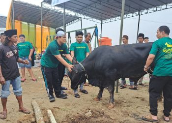 Pasangan Suami Istri Ade Erlanda – Nur Apriyanti Pilih Sapi Berbobot 975 Kg Untuk Qurban