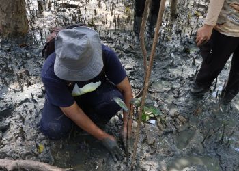 Pulihkan Mangrove Di Pangkal Babu