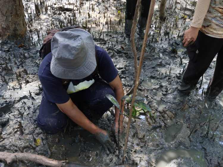 Pulihkan Mangrove Di Pangkal Babu