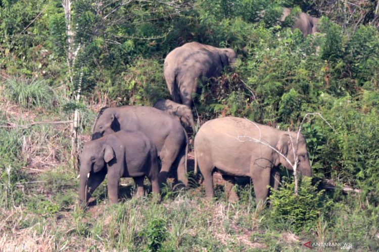Kawanan Gajah