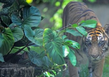 BKSDA Terlusuri Keberadaan Harimau Di Gunung Raya