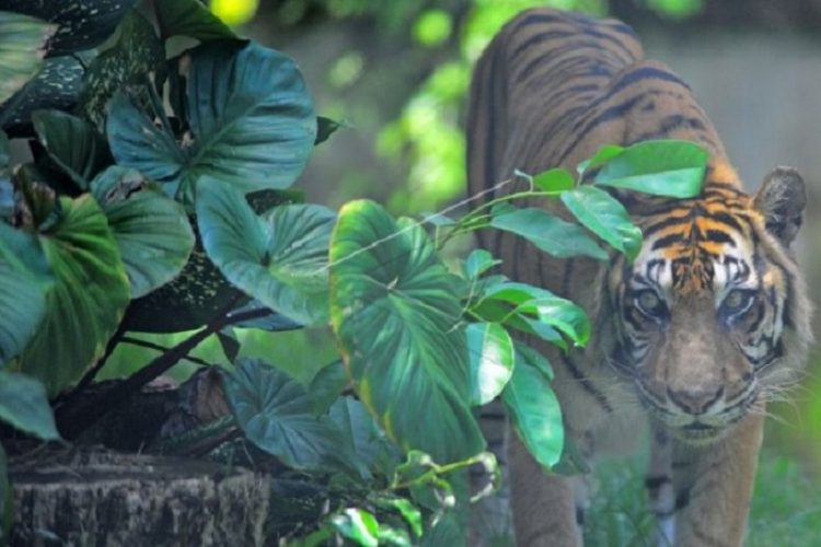 BKSDA Terlusuri Keberadaan Harimau Di Gunung Raya