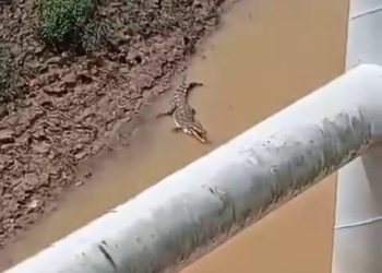 Balai Konservasi Sumber Daya Alam (BKSDA) Jambi mengimbau kepada seluruh lapisan masyarakat yang tinggal dibantaran sepanjang Sungai Batanghari untuk waspada