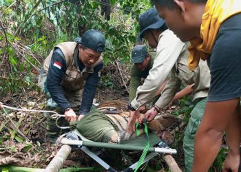 Harimau Sumtera yang terkena jerat