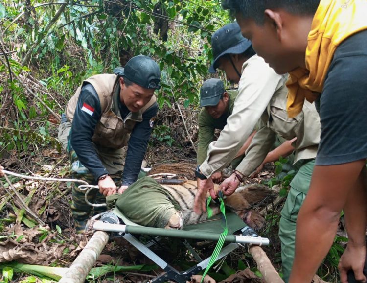 Harimau Sumtera yang terkena jerat
