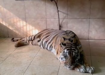 Harimau Sumatera si UNI kolseksi KB Teman Rimba Jambi saat masih hidup