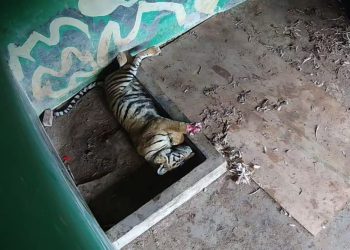 Foto Harimau Sumatera yang di rawat BKSDA Jambi (Agus)