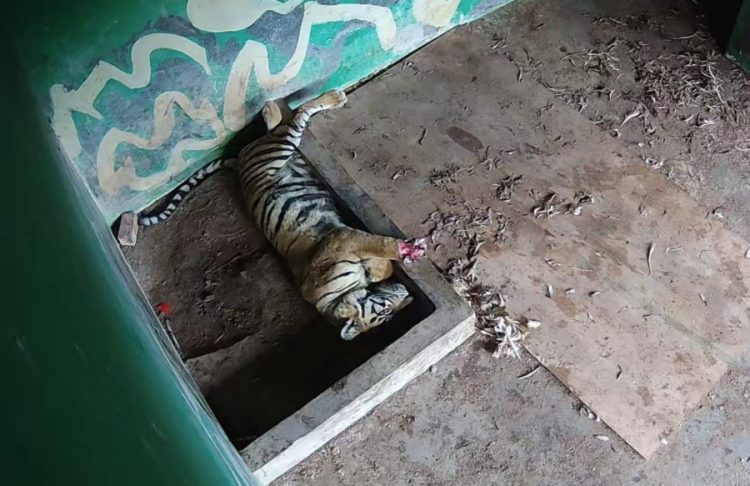 Foto Harimau Sumatera yang di rawat BKSDA Jambi (Agus)