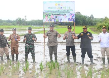 Bupati H M Syukur dan Forkopimda Tanam Padi Sawah Serentak