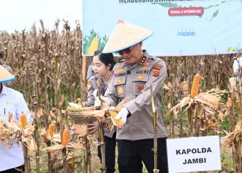 Kapolda Jambi Gelar Panen Raya Jagung Di Kabupaten Tanjabtim
